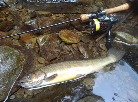 渓流ミノーイングで尺イワナ２本